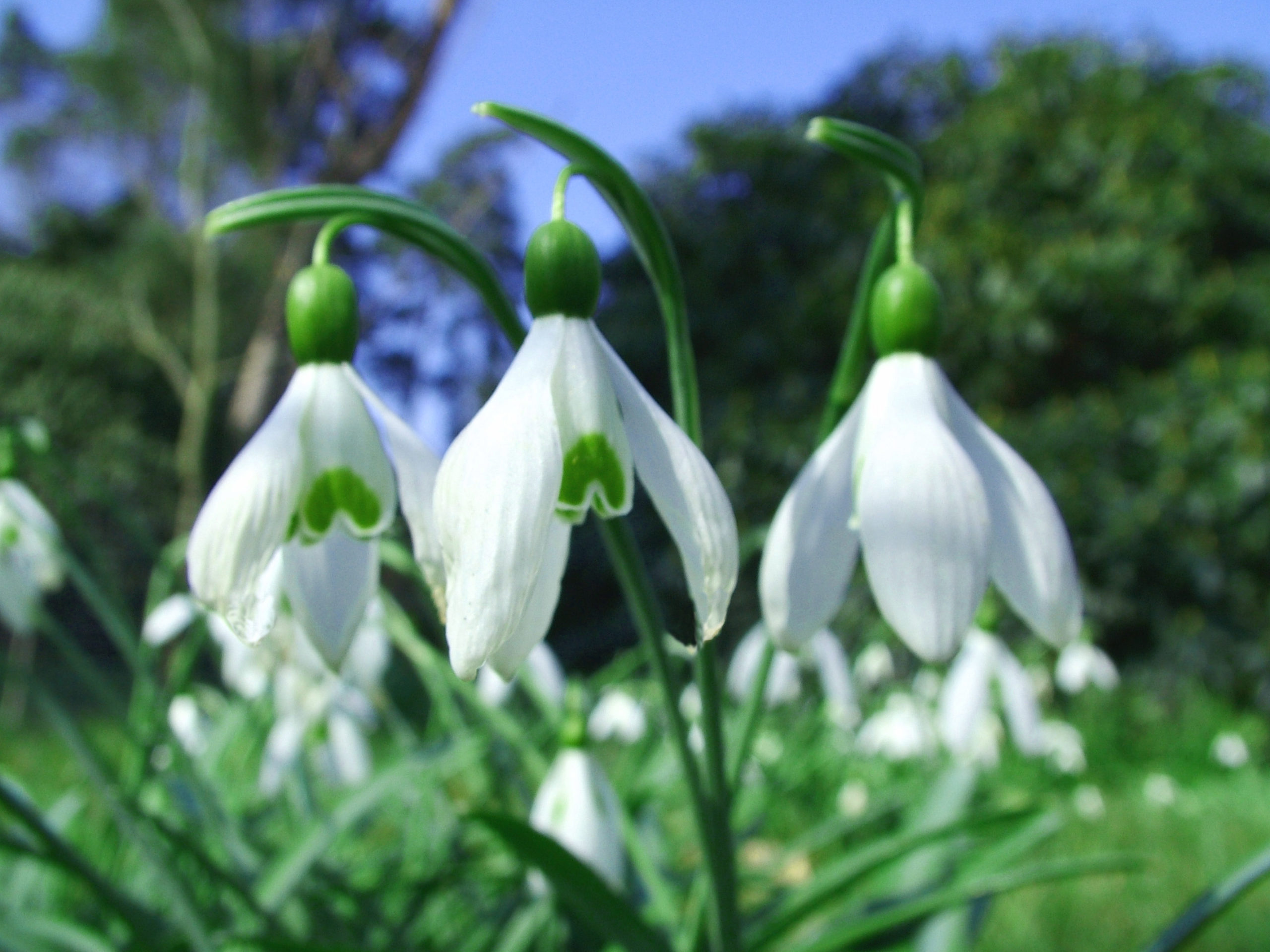 Snowdrops