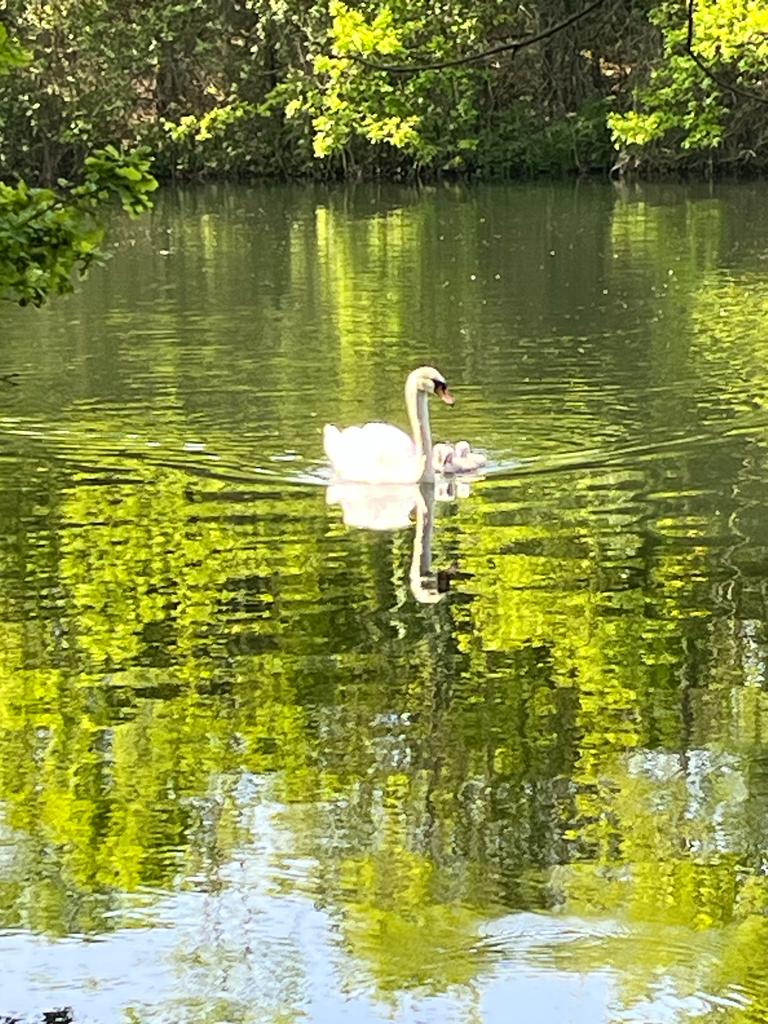 Swan at Dinton Pastures