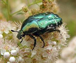 Shiny green beetle, cetonia aurata