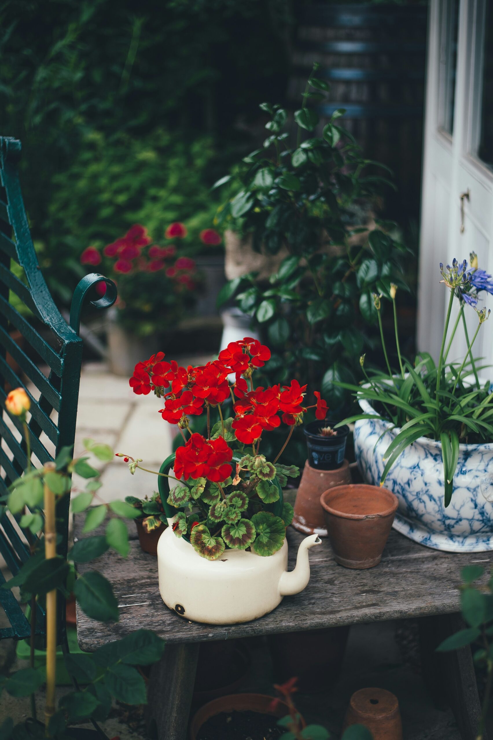 Flowers growing in a teapot