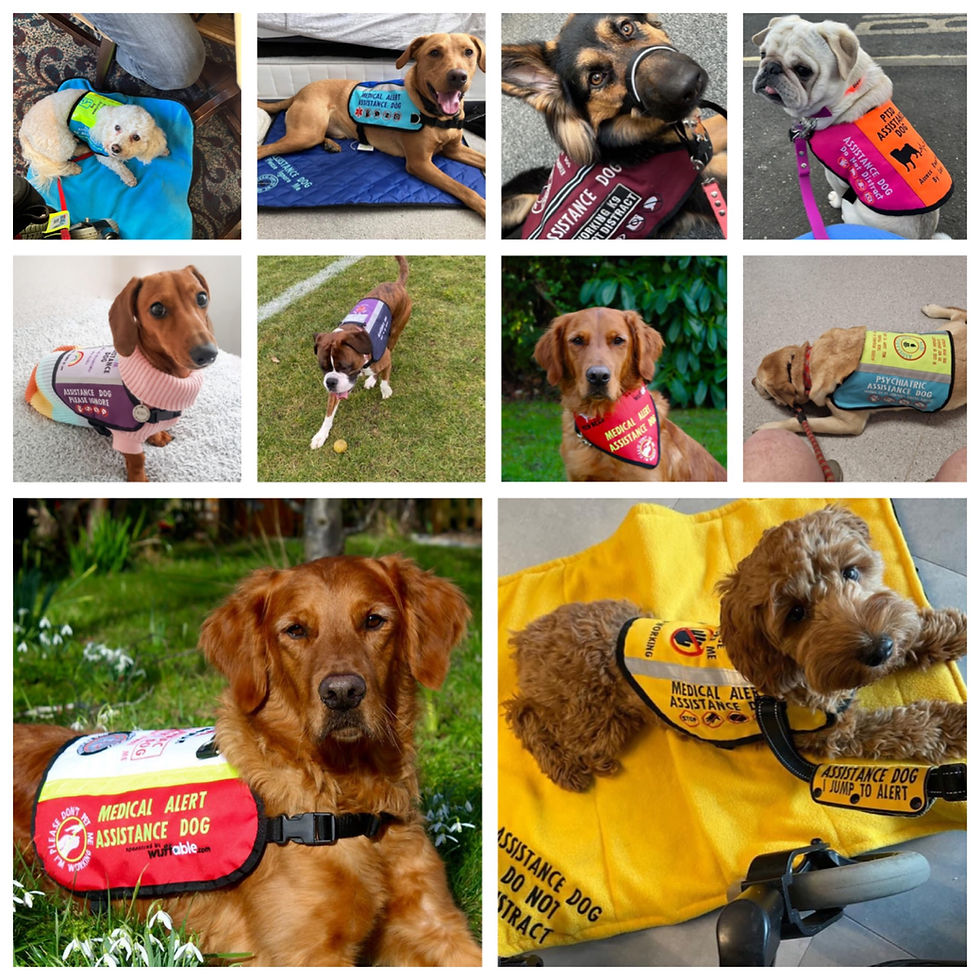 9 types of assistance dog & how they help their humans