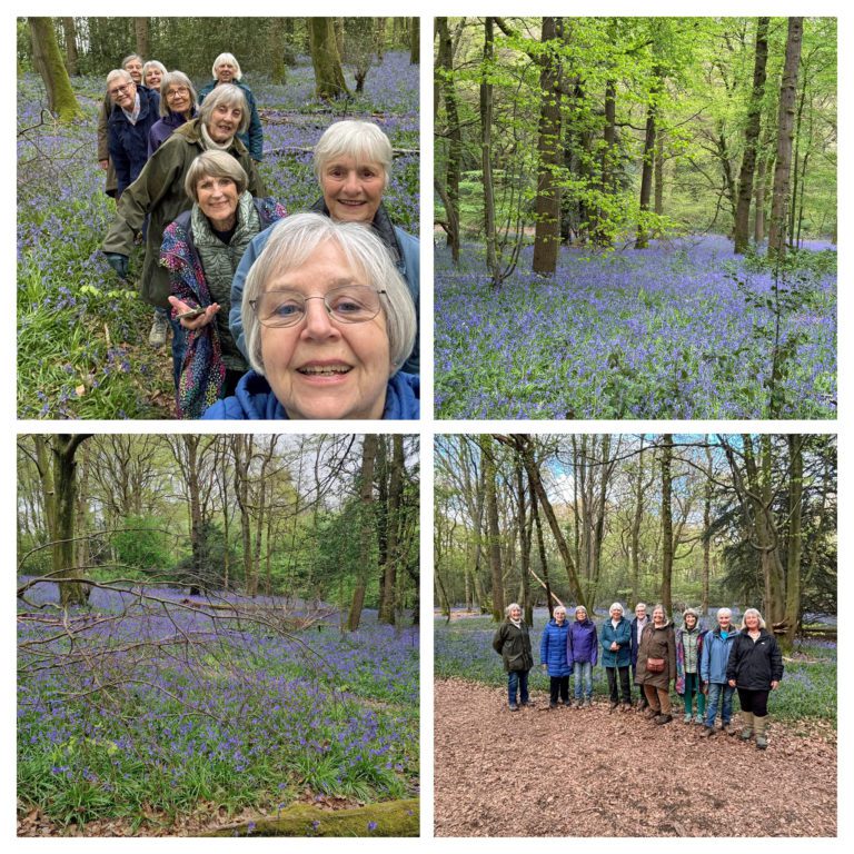 Nwr Bluebell Walk 2026 - NWR